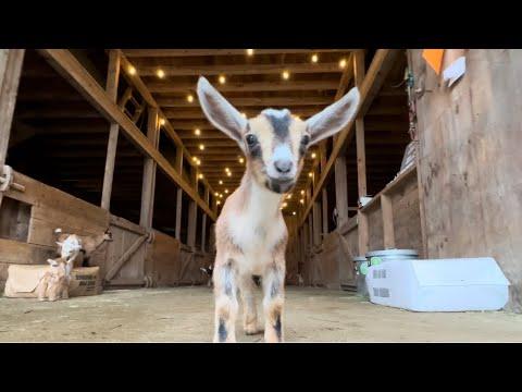 Goat kids play on a rainy day! #Video