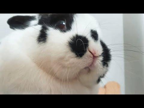 A family dumped this bunny. It's the best thing that happened to her. #Video