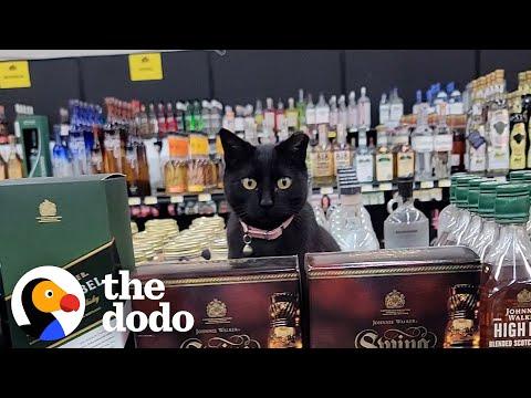 Rescue Cat Lives In Liquor Store #Video
