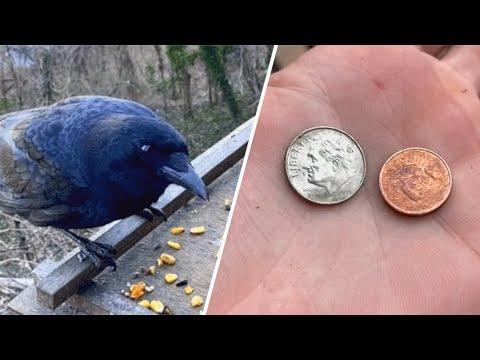 Crow brings money for woman after she feeds him #Video