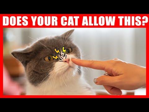If Your Cat Tolerates THIS, You've Won Their Heart #Video