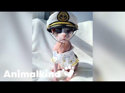 Cruise kitty makes the cutest first mate | Animalkind #Video