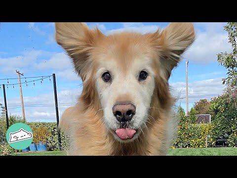 Senior Dog Begs Mom for Food With Special Dance #video