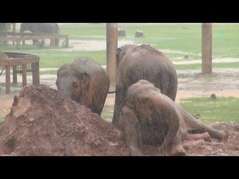 Muddy Fun for the Herd at Elephant Nature Park - ElephantNews #Video