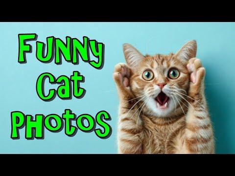 Funny Cat Photos What A Life It Is #Video
