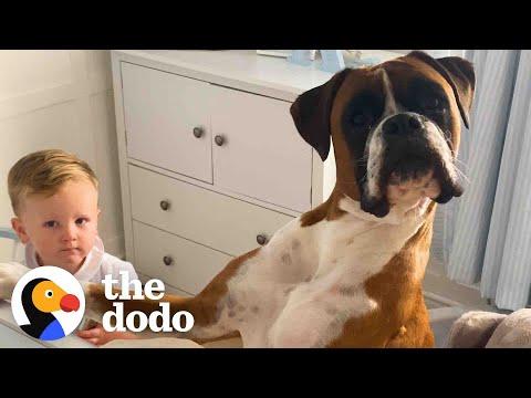 Dog Insists In Getting Into Baby Crib To Cuddle  #Video