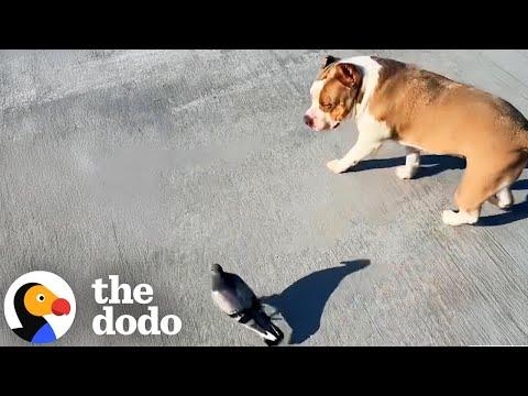 Pigeon Is Never Far From Pit Bull Sister #Video