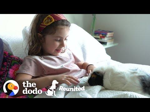 Little Girl And Guinea Pig Are The Cutest Pen Pals | The Dodo Reunited