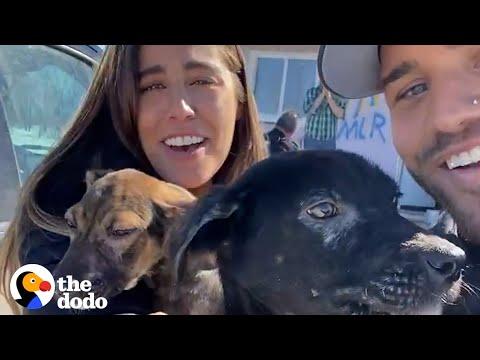Couple Saves 200 Animals And Travels The World To Save More #Video