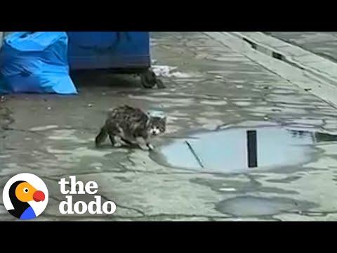Cat Drinking From Dirty Puddle Has Cutest Meow #Video