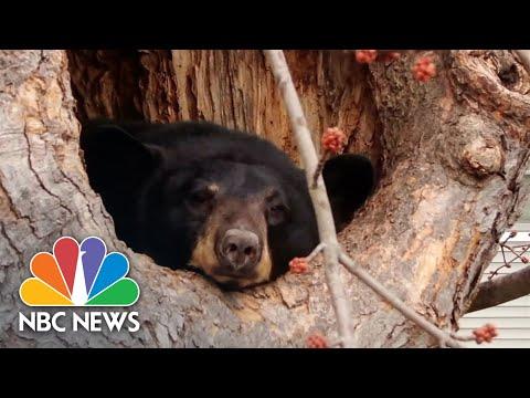 Bear Finds Home In Tree Of Connecticut Backyard #Video