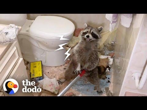 Mama Raccoon Crashes Through Bathroom Ceiling | The Dodo