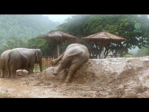 ThongJan’s family enjoys the natural mud baths the rain provides - ElephantNews #Video
