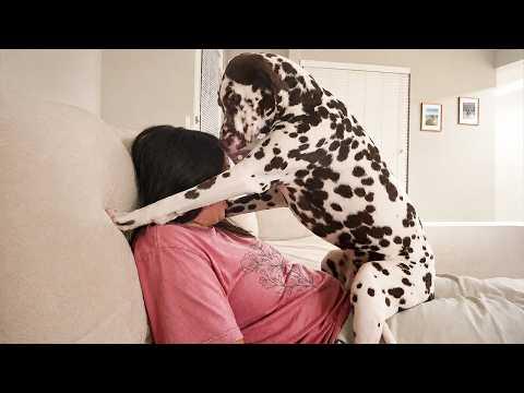 When Your Dog Doesn’t See You as Human... #Video