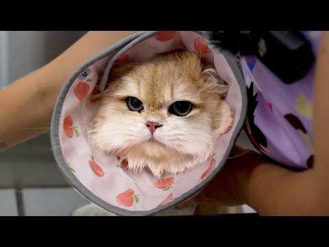 This Cat Brings a Whole New Meaning to the Word Cute #Video