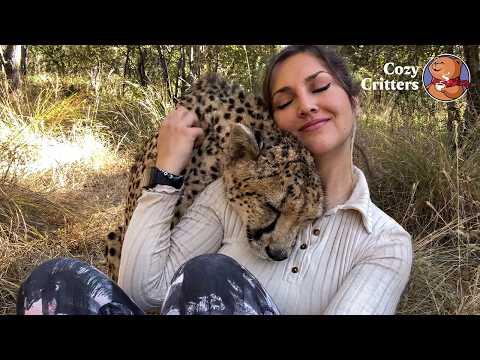 The 60kg Cheetah That Just Wants to Sit on Her Lap #Video