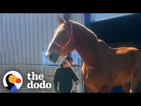 Giant Rescue Horse Who Worked For 20 Years Finally Retires #Video