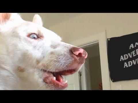 Deaf dog has the oddest reaction to huskies #Video