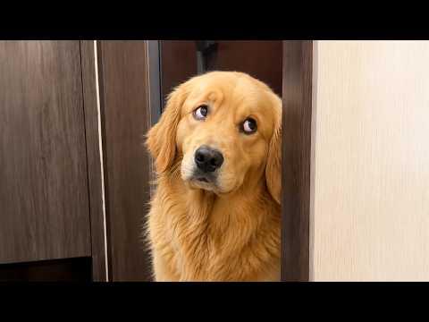 This Dog Definitely Did Something Wrong!! #Video