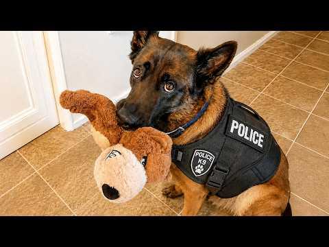 Overdramatic Police Dogs Who Deserve an Oscar #Video