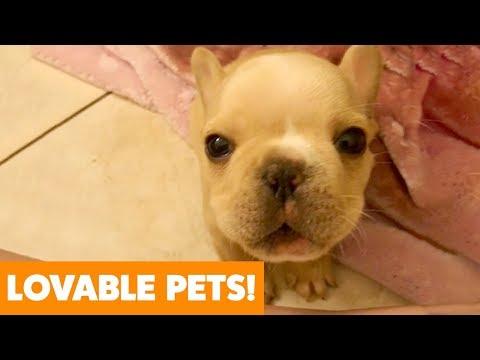 Most Adorable Dogs And Cats | Funny Pet Videos