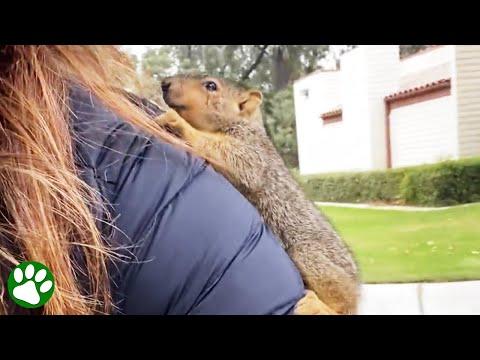Baby squirrel climbs onto people #Video