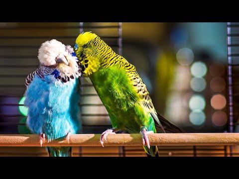 Budgie Courtship Ritual Video | Pets: Wild At Heart | BBC Earth