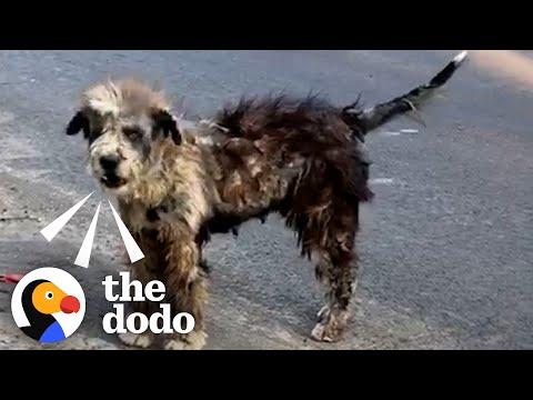 Watch This Street Dog Transform Into The Fluffiest Puppy #Video