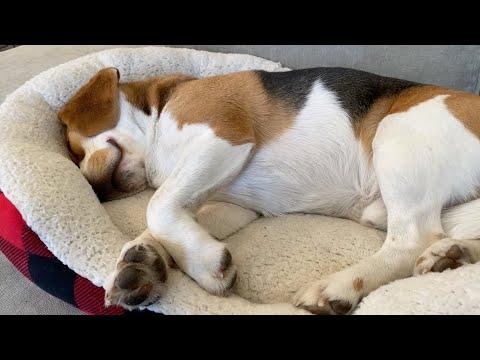 Sleepy beagle doesn't want to go for a walk video