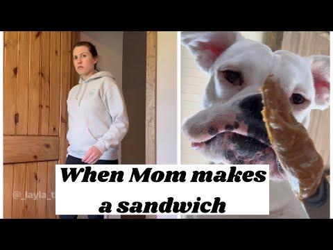 When Mom makes a sandwich - Layla The Boxer #Video