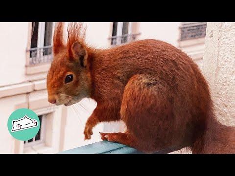 Parisian Squirrel Wakes Family Up By Building Nest in Their Window #Video