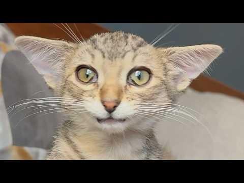 Rare condition causes cat to turn 'triangular' #Video