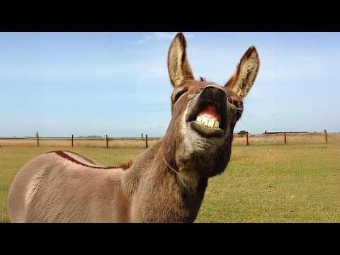 I Dare You Not To Laugh at These Comedian Donkeys #Video