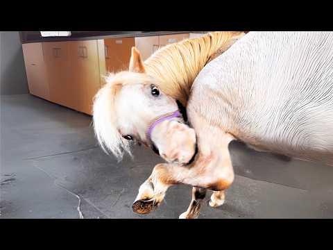 This Tiny Horse Has the Whole Farm Laughing — Every Single Day #Video