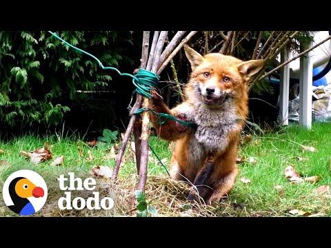 Guy Detangles A Fox From Clothesline #Video