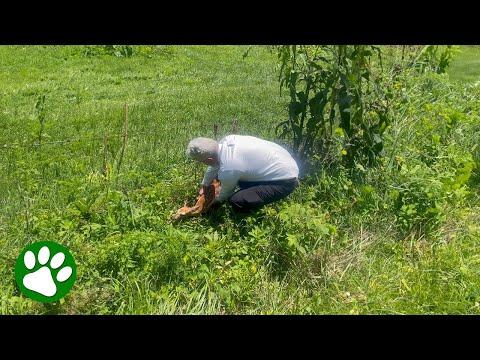 Kind Gentleman Saves Baby Deer #Video