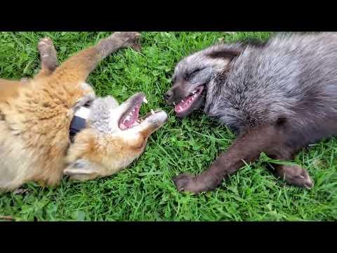 Finnegan Fox hehe's at Muttias and does the Finnegan flop! #Video