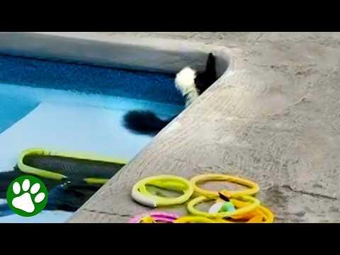 Exhausted baby skunk rescued from pool just in time #Video