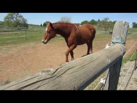Horse greeting #Video