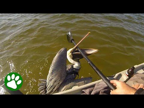 Kayaker tries to help agitated pelican #Video