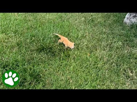 Tiny kitten found all alone next to highway #Video