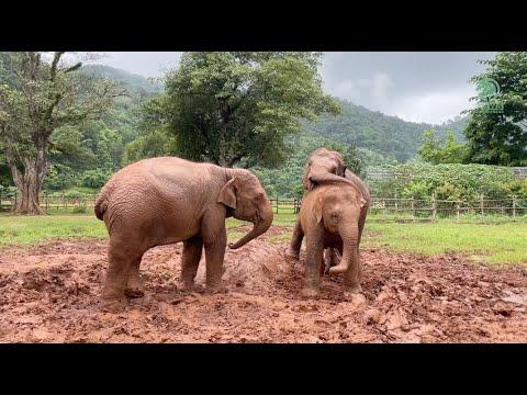 Muddy Playtime: Baby Elephants' Rainy Day Fun - ElephantNews #Video