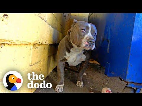 Pittie Couldn't Stop Shaking Until Her Rescuers Finally Give Her A Hug #Video