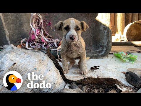 Tiny, Mangey Puppy Found On The Side Of The Road #Video