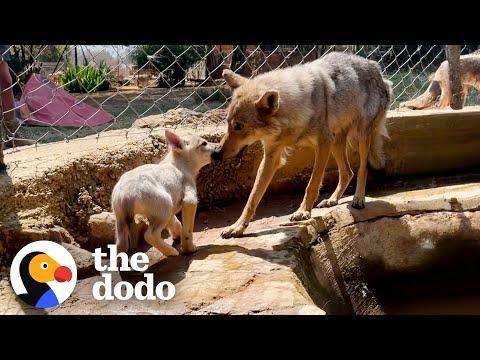 Rescue Wolf Kept Crying For His Mate... #Video