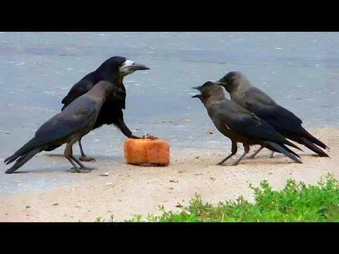 Hilarious CROWS Can't Control Their Drama! #Video