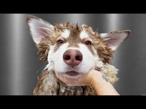 Today I Met The World's Most Gigantic Puppy | Girl With The Dogs #Video