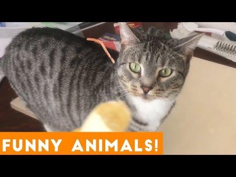 Funniest Pets & Animals of the Week Compilation January 2019 | Funny Pet Videos
