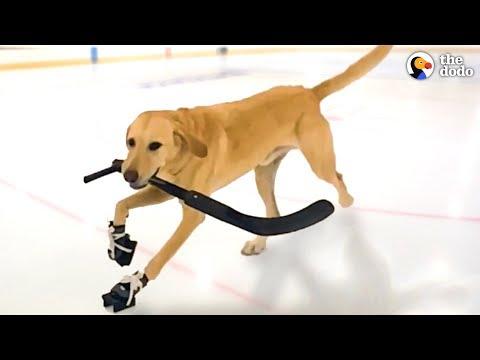 Dog That Nobody Wanted Loves Ice Skating Now | The Dodo