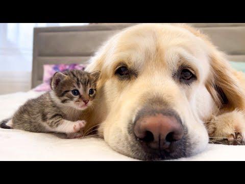 Tiny Kitten Loves a Golden Retriever #Video